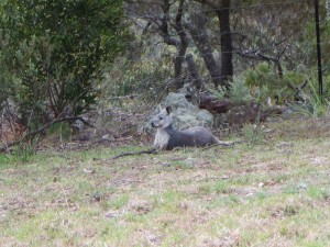 IMG_0005