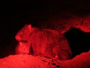 IMG_0028