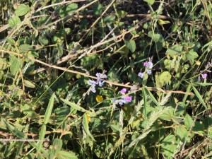 IMG_0815