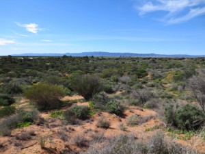 deserttwo221
