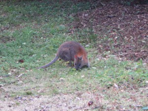 IMG_0996