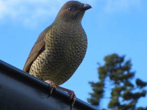 IMG_1014
