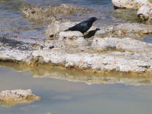 IMG_2217