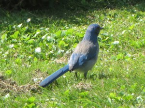 IMG_2293