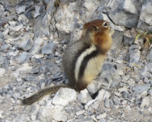 IMG_3374