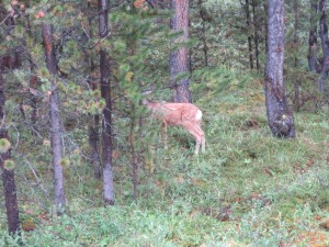 IMG_3495