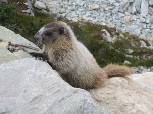 IMG_3650