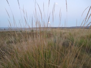 IMG_4182