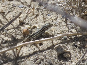IMG_4274