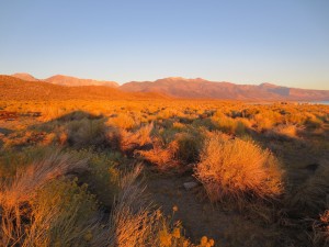 IMG_4204