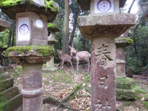 IMG_4987 (1)