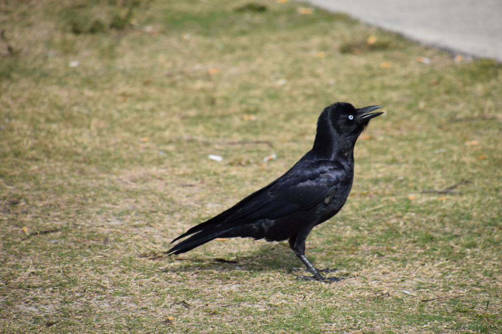 DSC_1572