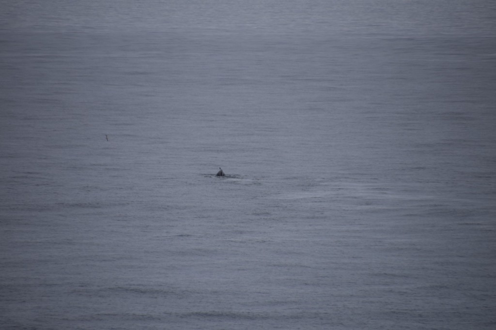 DSC_2931