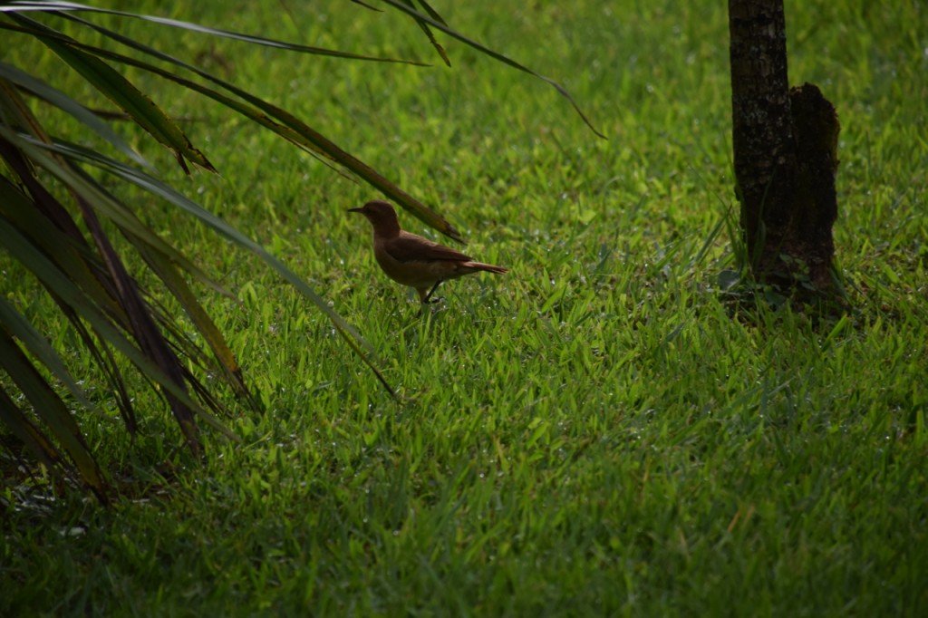 DSC_5533