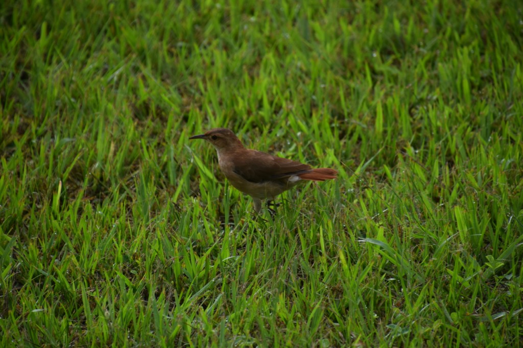 DSC_5536
