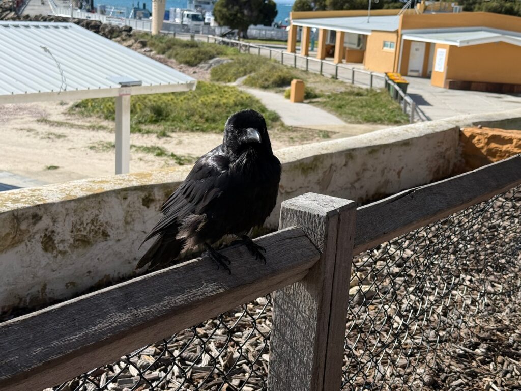 A Torresian crow (I think) sitting on a wooden fence very close to the photographer. Later a bird very like this divebombed me for my gelato! The start of the ferry jetty is visible behind and below the fence