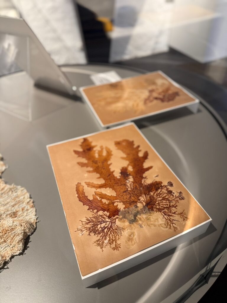 Dried seaweed on card, created by a lighthouse keeper's daughter during the mid-nineteenth century