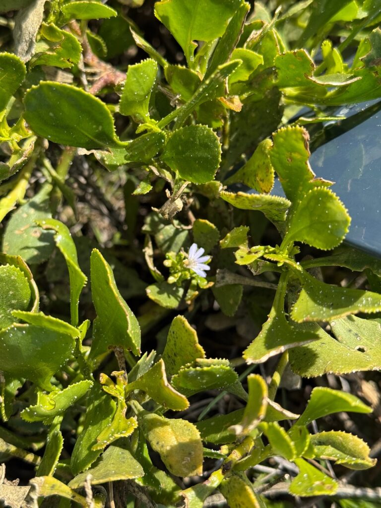 Scaevola crassifolia - Thick-leaved Fan-flower. Green thick, waxy, salt resistant leaves and a single light purple fan-haped flower, shaped as if it has been cut in half. ("Scaevus" means "left-handed" in Latin). It is a West Australian native that grows naturally on sandy coastal sites where there is full sun and exceptionally free draining sandy soils.
