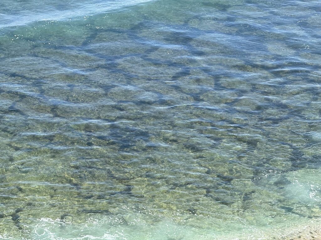 Under clear water, a pattern a little like terrazzo tile is visible. According to scientists Berry and Playford (1992) the brown algae or sargassum seaweed which forms these outlines is a hedge maintained by the buffalo bream, Kyphosus cornelii. Individual fish of both sexes defend contiguous, polygonal territories that cover large areas of shallow limestone shoreline platforms.