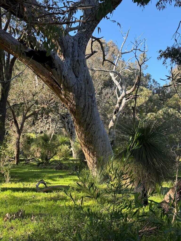 Gumtree with an unusual twisted trunk, stands in grassy area with a native grass tree