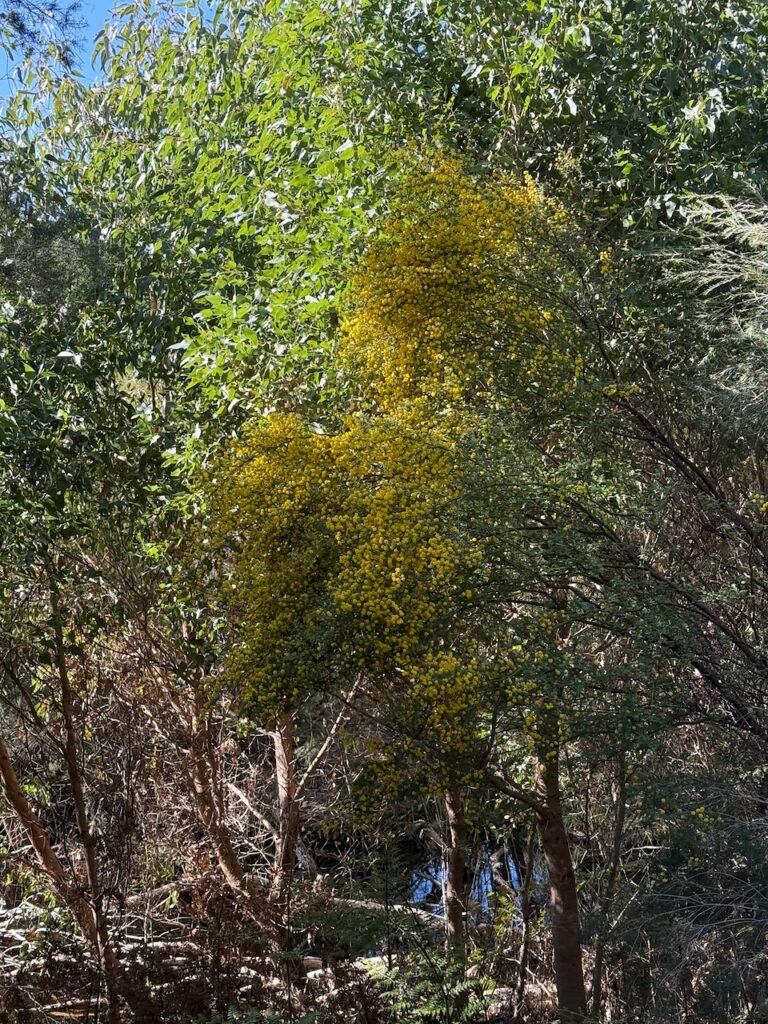 Wattle with bright yellow flowers standing amongst gum trees