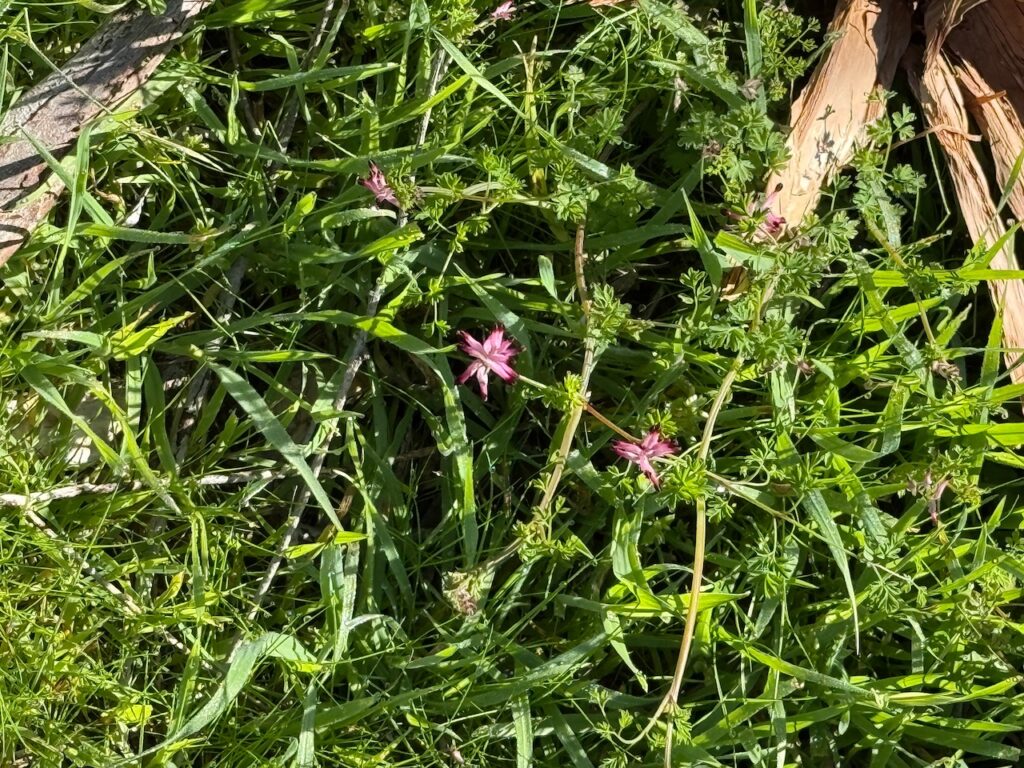 Small pink flowers of a creeping vine among grass. Possibly a weed :)