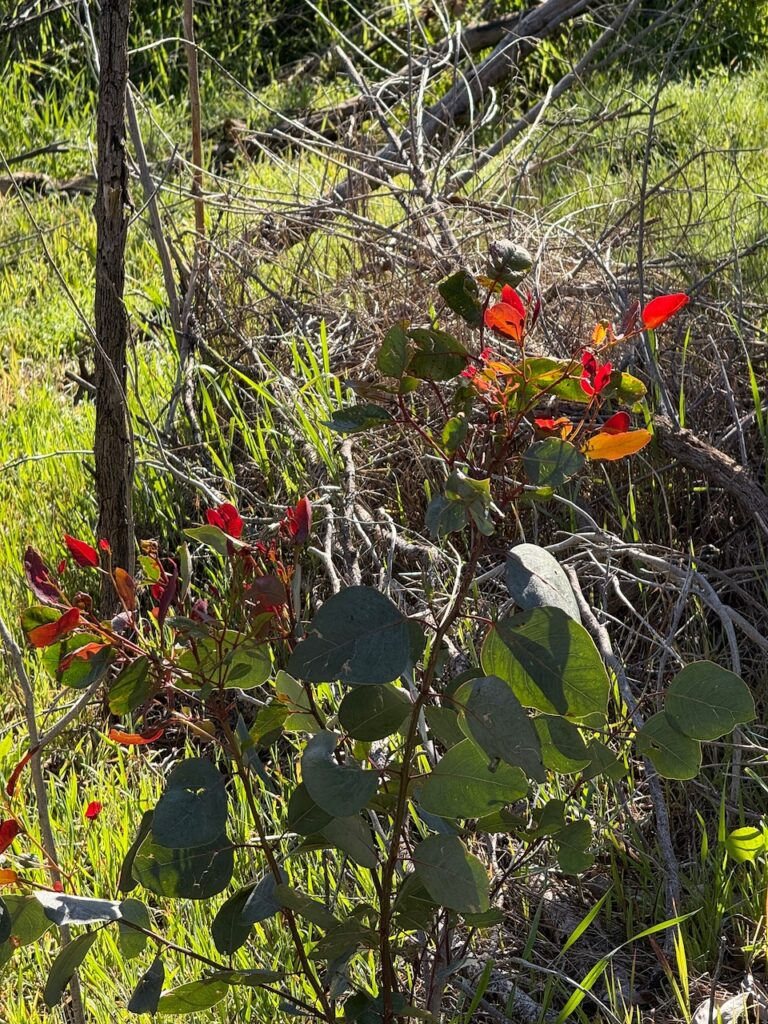 Sunlit new red leaves of a sapling gumtree, with the green older foliage visible in front