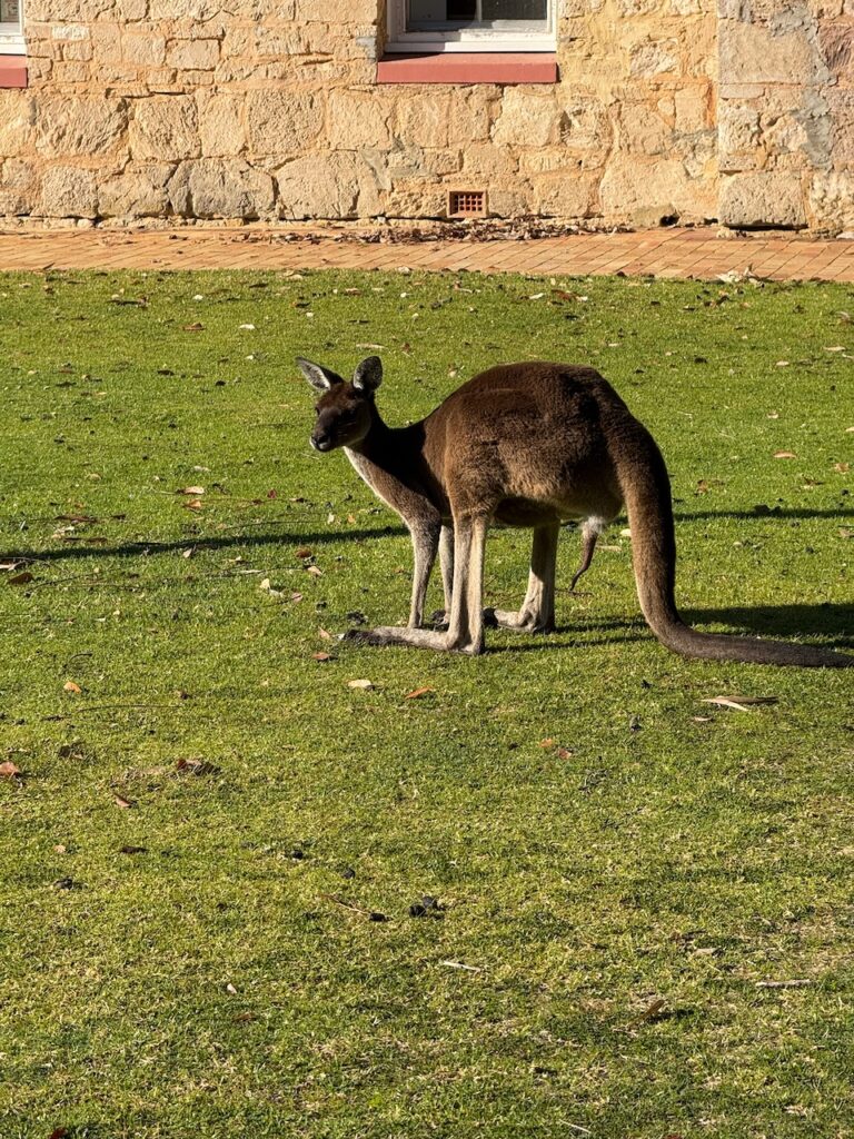 Grey kangaroo on grass in front of a building, his penis very visible because there are females about