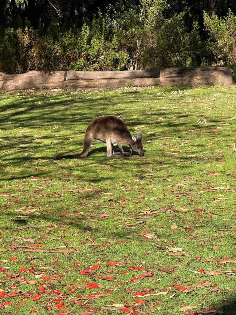 Grey kangaroo leaning down to feed on grass, in dappled shade