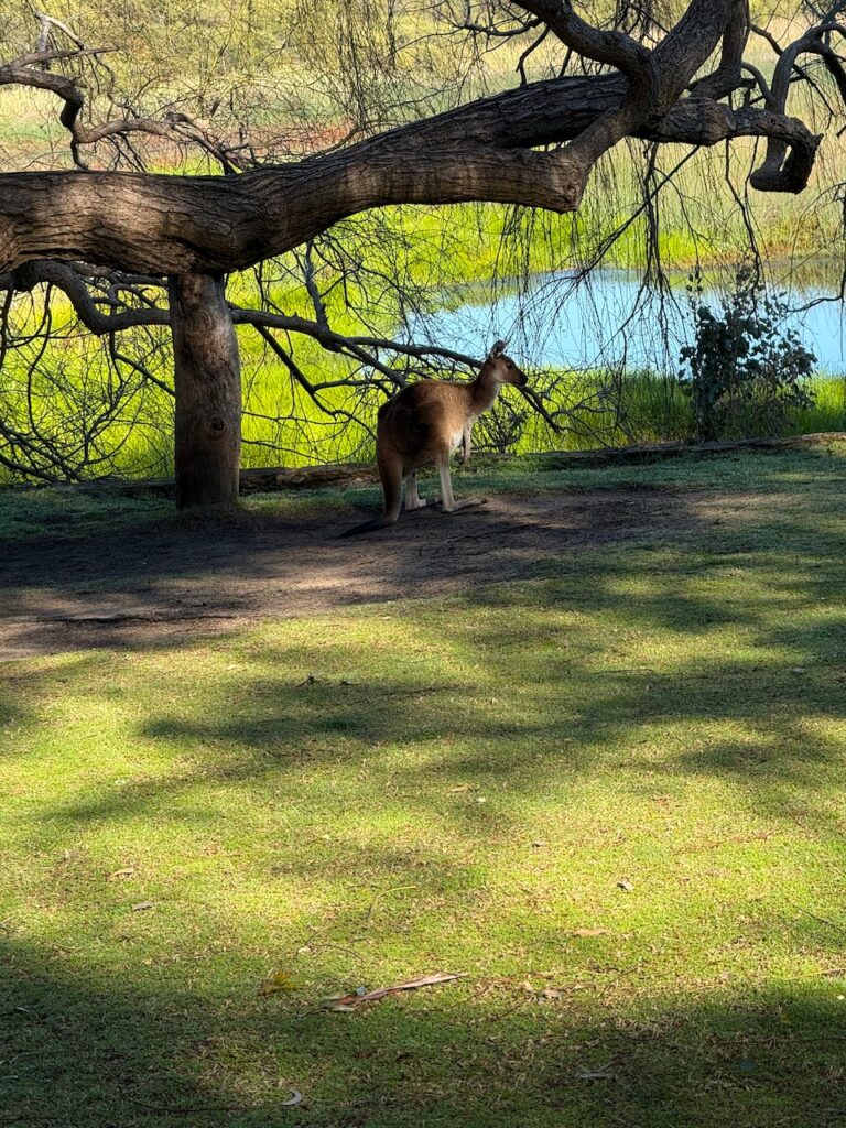 Grey kangaroo in deep shade under a tree branch in front of a small lake