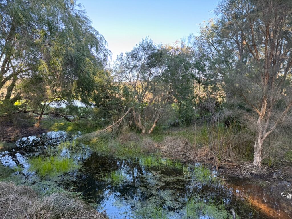 Pool of water next a larger lake with algae in the water, and casuarina and melaleuca trees around it. The calls of frogs were very loud!