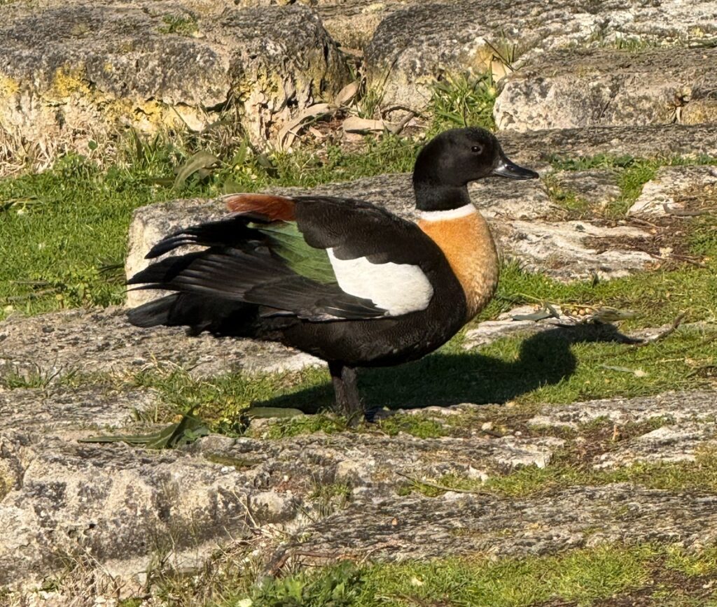 Australian shelduck, a large duck with a pale brown breast, black elsewhere, with white, green and chestnut on the wings