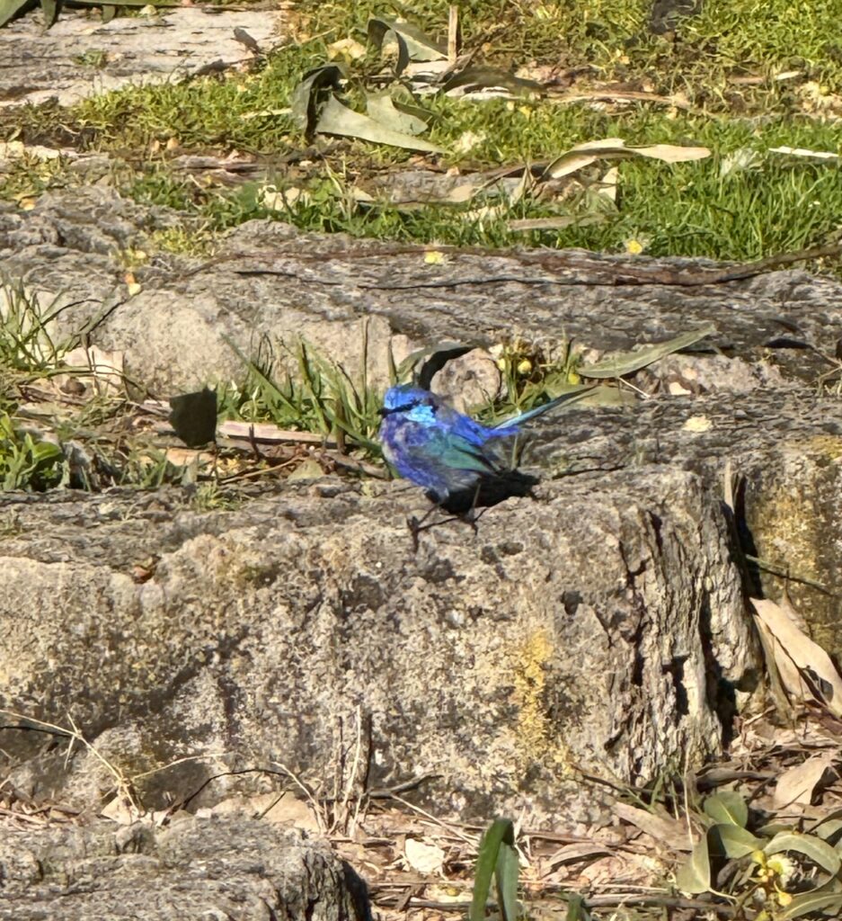 Splendid fairy wren, a small blue bird with a long tail, standing on limestone. Dits feathers are different shade of brilliant blue, and its wings have a greenish hue.