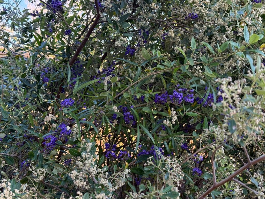 Climbing intense purple Hovea blooms growing over another unidentified shrub with small cream buds and flowers