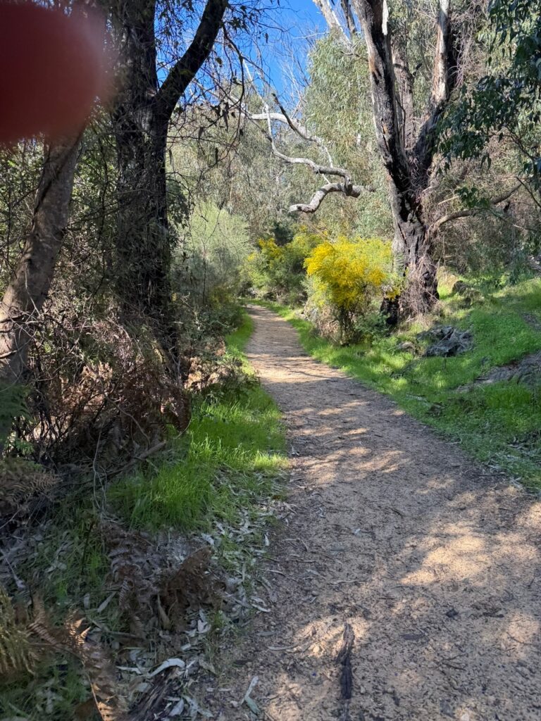 A path through a wetland walk around the lake, showing large trees, and a few yellow wattles in full bloom. Also the photographer's fat finger :)