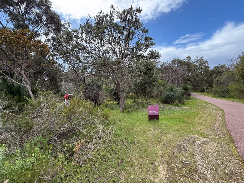 View of a path through the reserve on the right, with Doug bent over examining a plant on the left