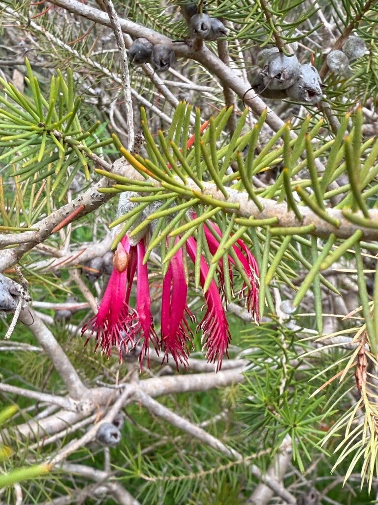 The drooping crimson flowers of the silky-leaved blood flower, Calothamnus sanguineus, and its spiky foliage. Another endemic SW Australian plant