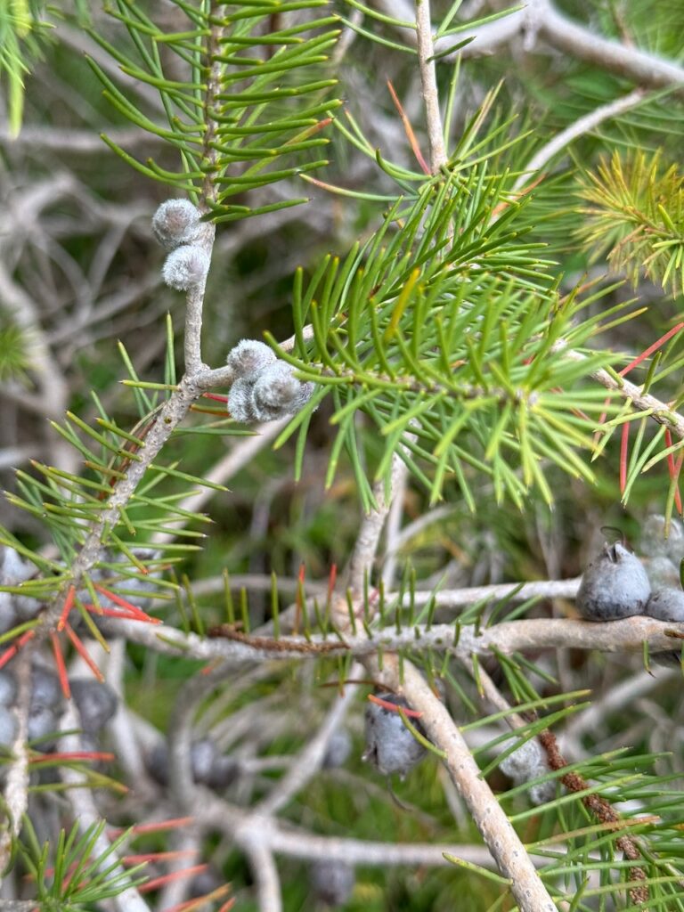 Closeup of spiky green leaves and fuzzy closed flower buds of either a hakea or grevillea