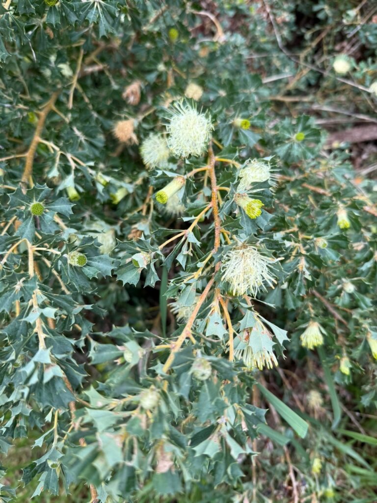 Close up of the cream florets and spiky green leaves of a hakea bush