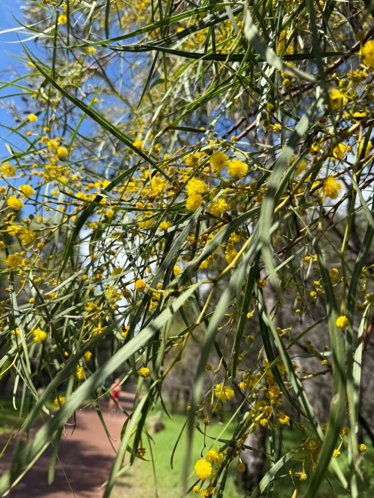 Close up of fluffy yellow blossoms of a wattle and its long thin leaves