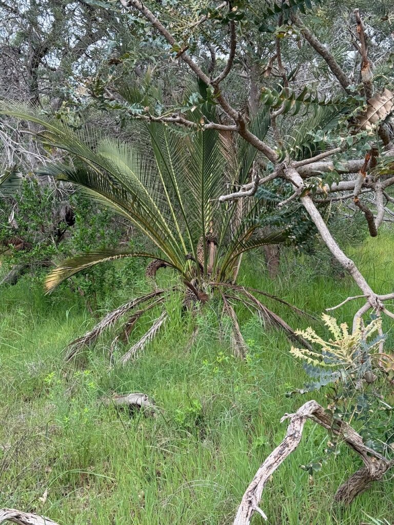 Zamia palm, which is actually a native Australian cycad (Macrozamia riedlei), with long palm-like branches rising from the base, and immature branches curled a little like palm fruit in the bole of the plant.