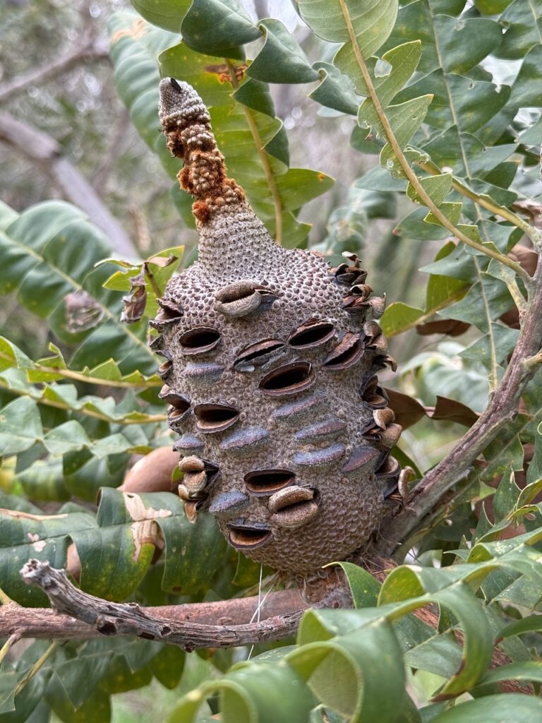 The strange seed cone of a banksia where the open seed pods look like little mouths. Likely Banksia grandis (Bull banksia)