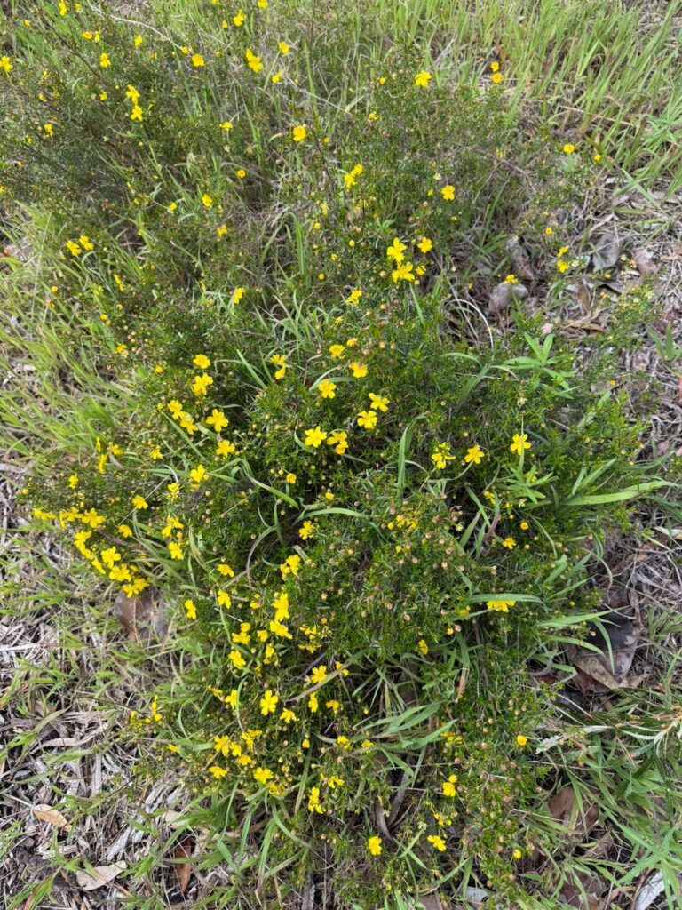 Bright yellow flowers among low growing spiky foliage. Identification unknown