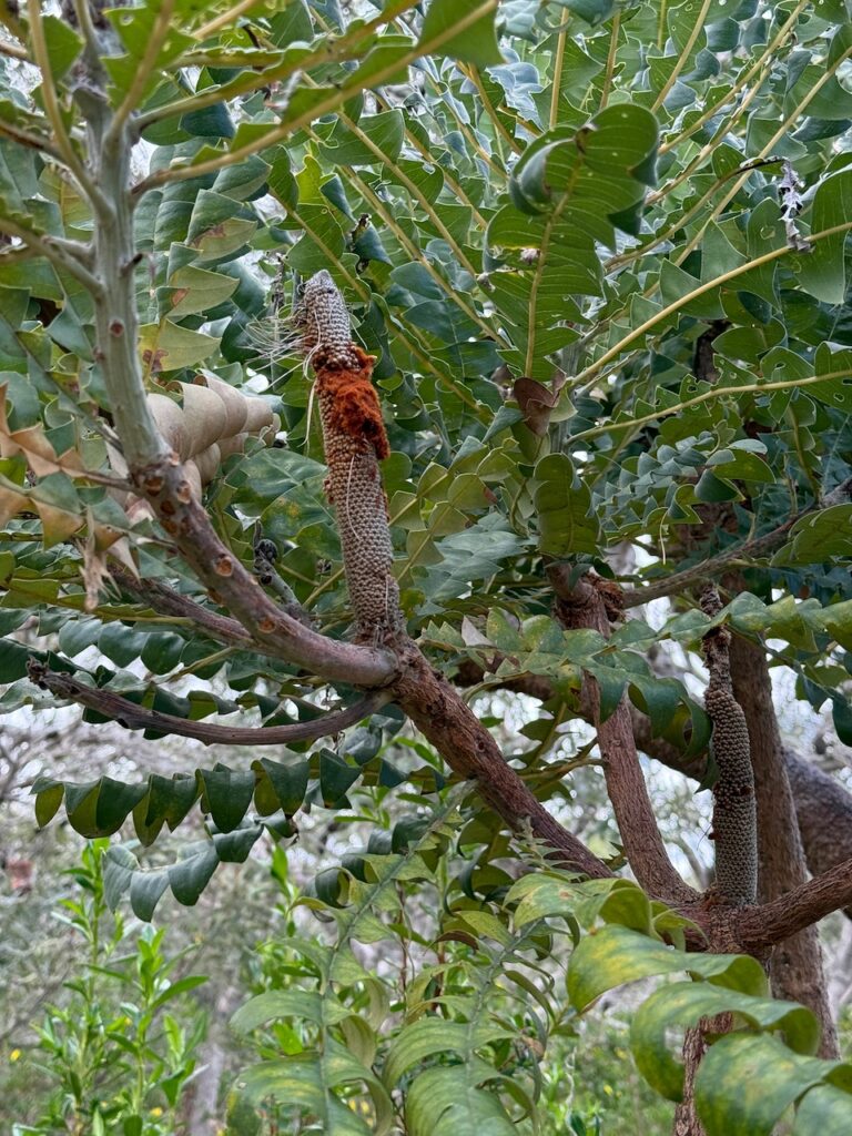Tall immature flower spike of a banksia (possibly Banksia grandis - Bull banksia). No blooms are visible but the rusty fur on the right side is where they will start to appear.
