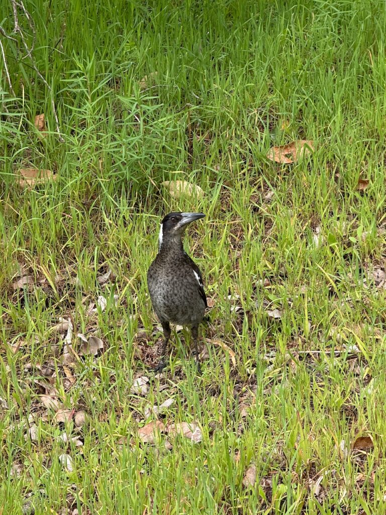 Juvenile Australian magpie, a grey and black bird with a white nape and very upright posture, stands with head turned to the right while still watching the photographer, among straggly green grass
