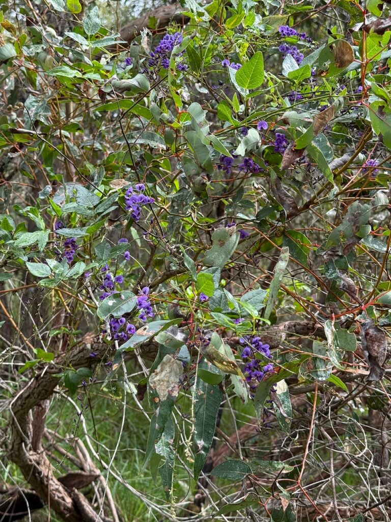 Small purple flower clusters on a climbing hovea and its long green leaves on a small gum tree