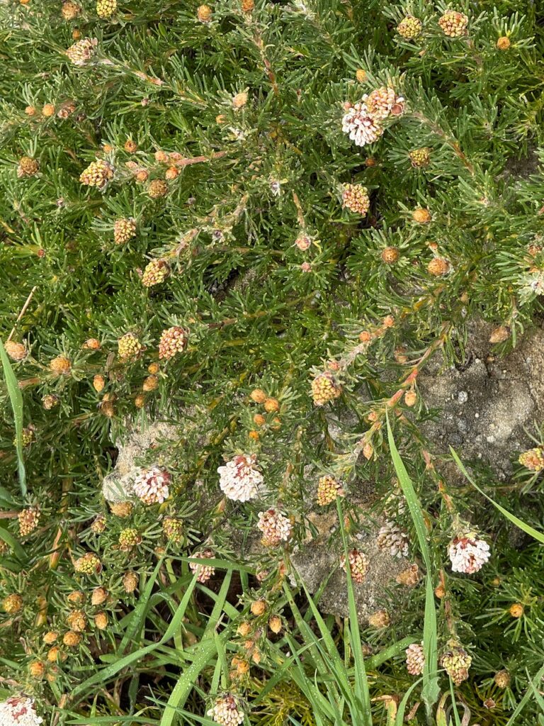 The white florets and spiky green foliage of a grevillea hanging over a partially concealed boulder