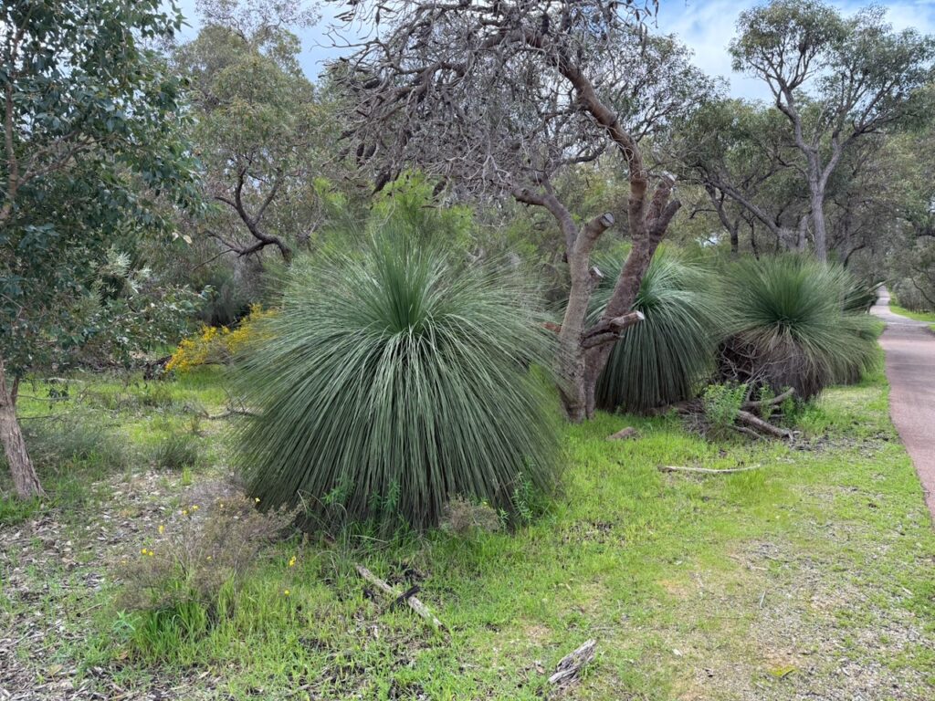 Several large bush like structures formed from the long needles of native grass trees among other native trees next to the walking path