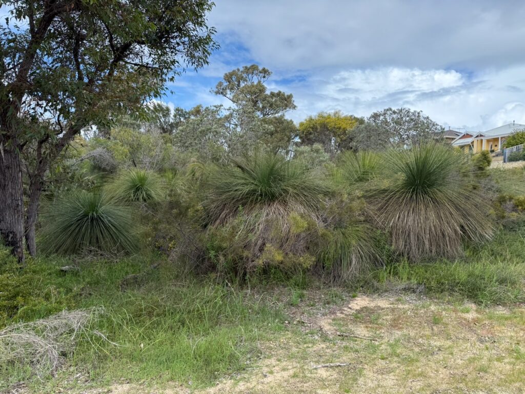 Group of very wide grass trees which look a bit like ladies dancing in crinolines