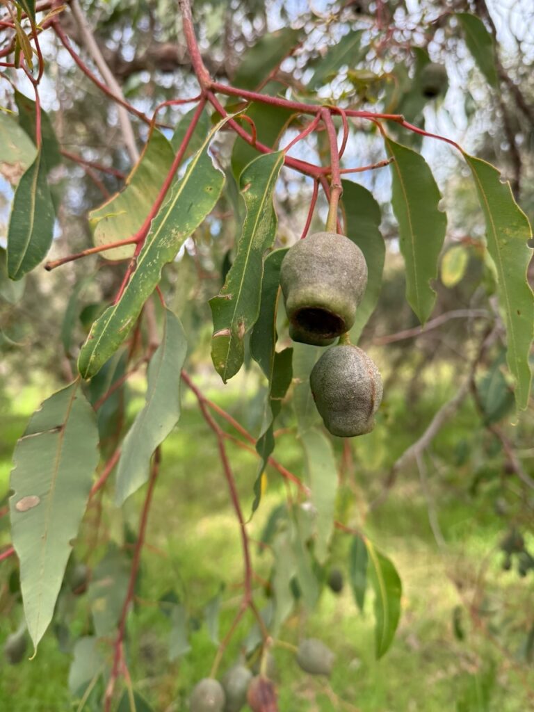 Close up of gumnuts on an Australian gumtree, along with the long leaves of the tree itself